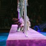 130714_Superdogs_241