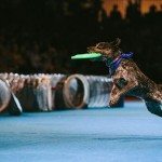 130714_Superdogs_415